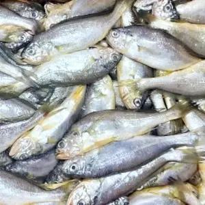 국내산 생물 참조기 2KG 국내산참조기 냉장참조기 생물참조기 촉촉한참조기