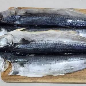 제주 손질 삼치 1미 제주산냉동삼치 국내산냉동삼치 손질삼치 급랭삼치 구이용삼치
