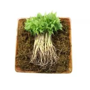 담원 유황 새싹삼 소 20cm내외 100뿌리