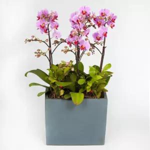 연핑크 호접란MTFF050