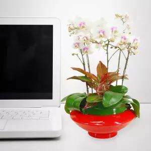 화이트 호접란MTFF039