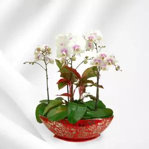 화이트 호접란MTFF038