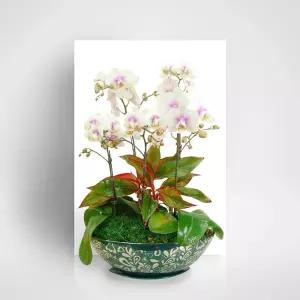 화이트 호접란MTFF037