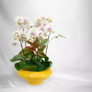 화이트 호접란MTFF036