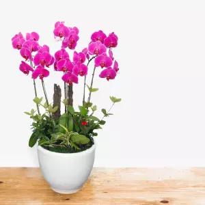 핑크 호접란MTFF034