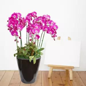 핑크 호접란MTFF032