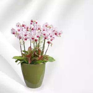 연핑크 호접란MTFF028