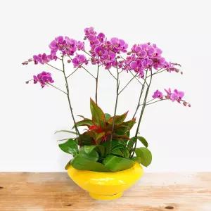 미니호접란MTFF014