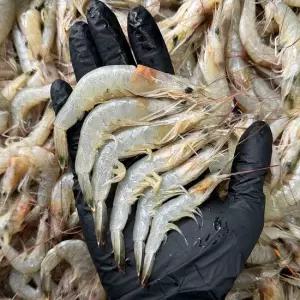 [자연의정] 국내산 신선급냉 중하새우 1kg 100미 내외