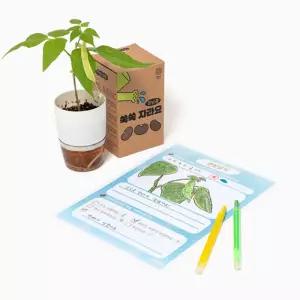 강낭콩 식물 키우기 새싹키우기 키트 식물관찰 어린이집 유치원 생태환경 교육