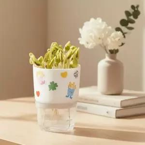 콩나물 강낭콩 키우기 키트 만들기재료 새싹키우기 콩나물 기르기 생태환경 교육 관찰