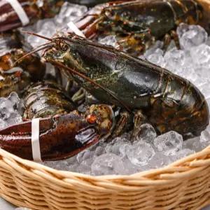 캐나다 활 랍스타 500g 1미 랍스터 횟감
