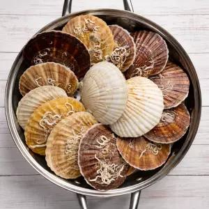 초특대 참가리비 1kg