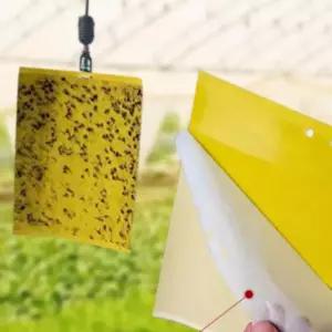 옆집샵 초파리 트랩 퇴치 약 날파리 모기 접착식