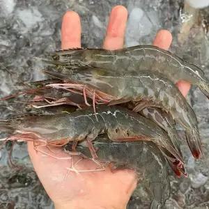 [자연의정] 신안 신선급냉 흰다리새우 1kg 30-40미 내외