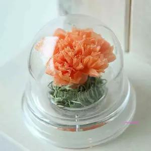 더봄 카네이션 아크릴 돔 카네이션돔def065