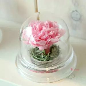 더봄 카네이션핑크 돔 아크릴 카네이션핑크돔nop811