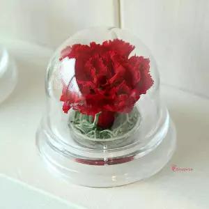 더봄 레드 돔 아크릴 카네이션 카네이션돔ijk708