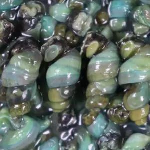 국내산 고둥 깐 다슬기 고디 대사리 올갱이(육수포함 1박스)