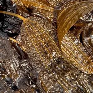 [원더랜드][프레쉬서비스] 완도 생 곰피미역 1kg