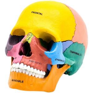 두개골 조립 모형 해골 해부 인체 4D