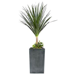 [젠틀맨플라워] 드라코 시멘트 [FR0115] [공기정화식물/관엽식물/화분배달/개업화분추천/창업선물/개업