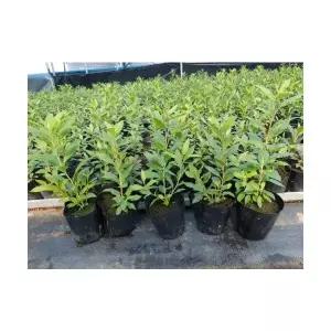 진달래나무 묘목 꽃묘목 모종