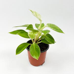 글라스가든 필로덴드론 버킨 소품 무늬콩고나무 실내 공기정화 반려식물