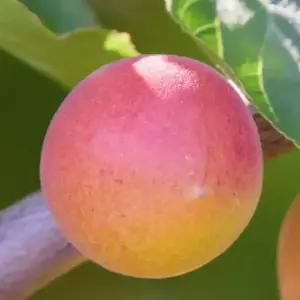 [충북농원] 노천매 (홍매실) 매실나무 묘목 - 1년생/접목묘