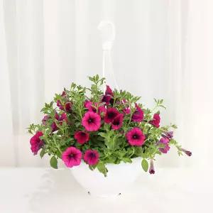 사피니아 행잉화분(대품) 개별배 송