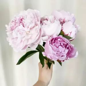 오후의 꽃 사라 사하라 작약 피오니 4송이 꽃배달 싼곳 생화 택배 꽃정기 구독