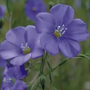 꽃아마 재래 씨앗 야생화 꽃씨 종자 품종 정원 200립_W9F2DF3