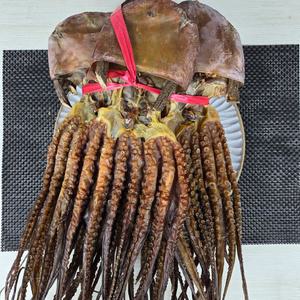 건어맨 국산 건피문어 1마리 40cm전후 고흥 완도 생산 제수용문어