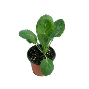 배추흰나비 애벌레 먹이 (케일/중) EDU-40282 / 과학 체험학습 실험키트