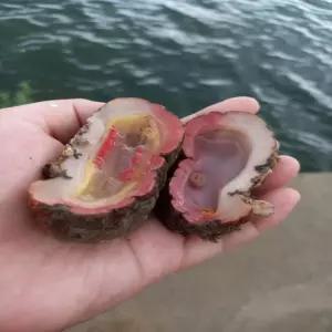 통영 자연산 돌멍게 1kg 6-9미