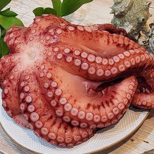 자숙문어 1미 900g내외 삶은문어 숙회 냉동 수입산 제수용(원물 1.2~1.4kg급)