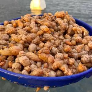 국내산 경남 고성 제철 활 오만둥이 1kg