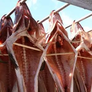 쫀득하고 깔끔한 손질 절단 코다리 가족셋트 2kg