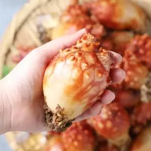 당일조업 통영 제철 활명게 1kg 5-10미 내외)