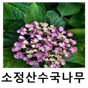 산수국나무 묘목 소정산수국 7치포트 개화주