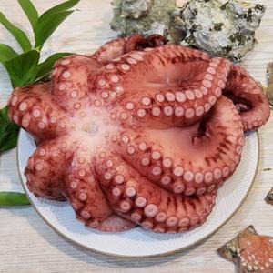 냉동 자숙 문어 숙회 1미 소