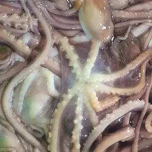 고흥 산 활낙지 5미 (중대사이즈)