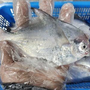 국내산 급냉 병어 병어회 세꼬시 횟감용 2kg