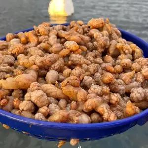 국내산 경남 고성 제철 활 오만둥이 1kg