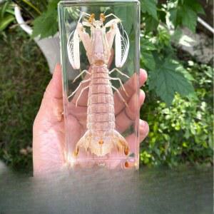 생물 표본 거북이 장수 선물 상징 갯가재 피규어