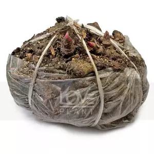 작약 함박꽃 꽃의 여왕 작약 모종 매년 피는 화려한 정원 다년생 정원수 카페조경