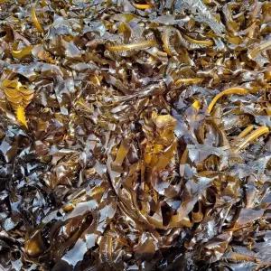 해녀 채취 자연산 돌미역 1kg