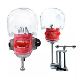 연습용 치아모형 치과 스케일링 구강 덴탈 모델 몰드 연구 교보재 실습