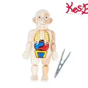 과학 교육 교구 초등 학생 수업 학습 생물 탐구 교육용 어린이 모형 사람 해부 장기 신체 용해부 유아 몸속