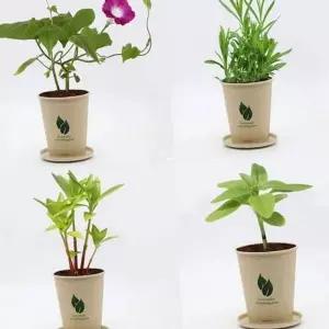 [골드스마일]씨앗 키우기 미니 식물 재배 키트 새싹 화분 실내미니화분